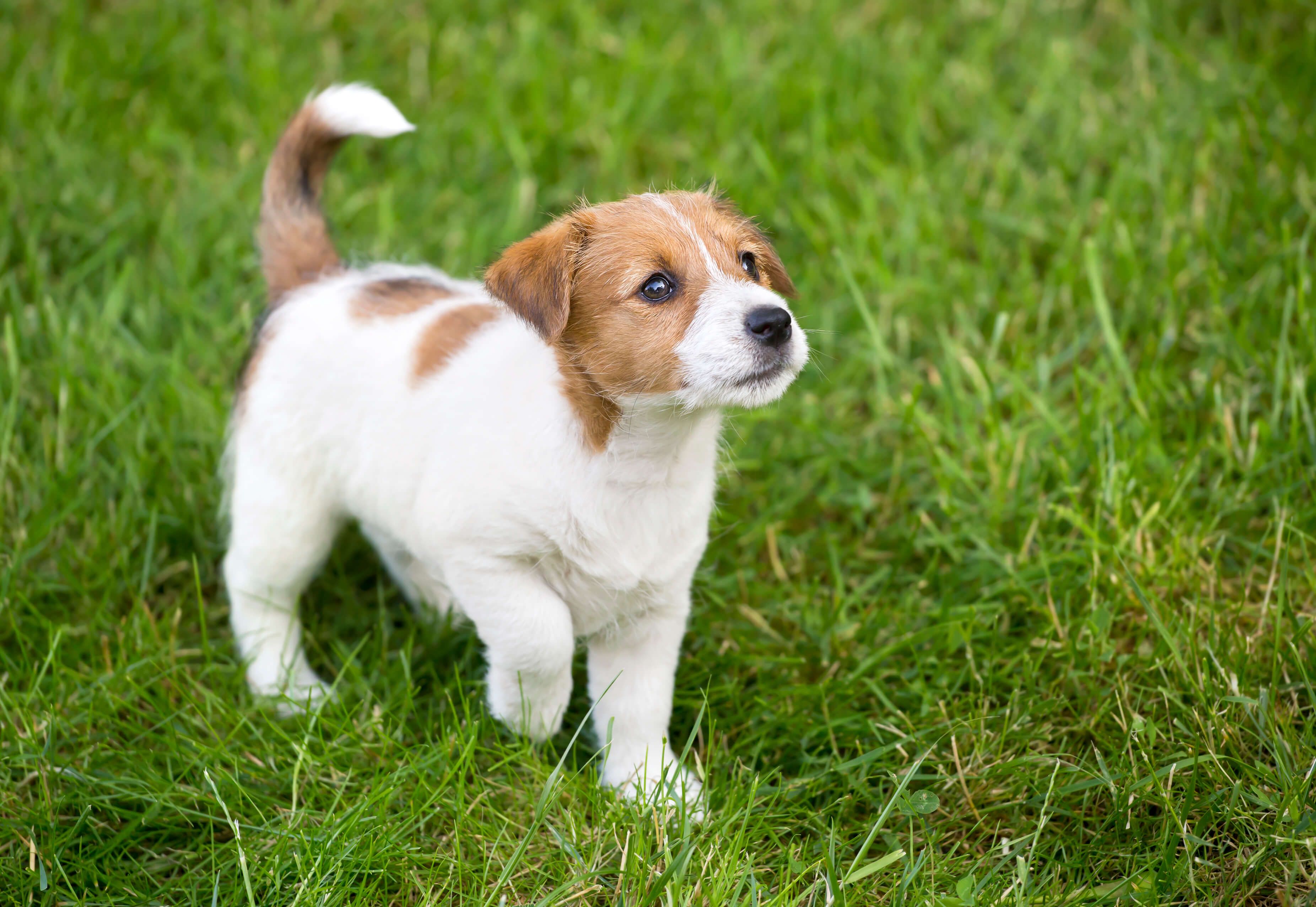 Worming 4 week old sales puppies