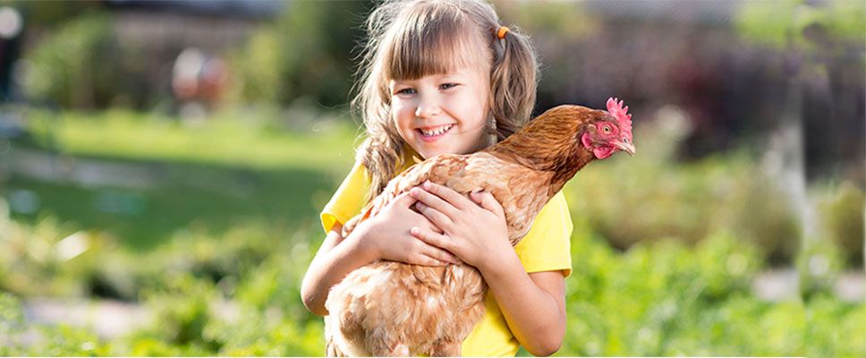 Health Checks and Preventing Parasites in Summer - Barastoc Poultry