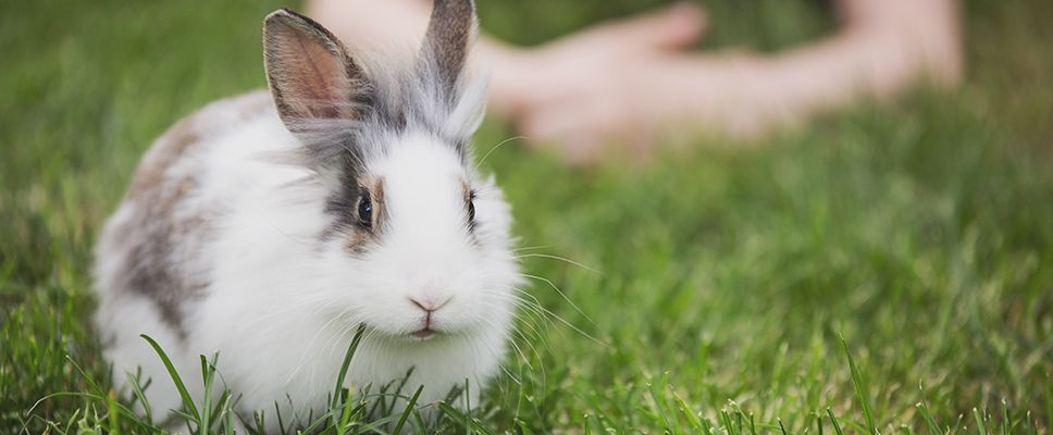 How much exercise do rabbits need?