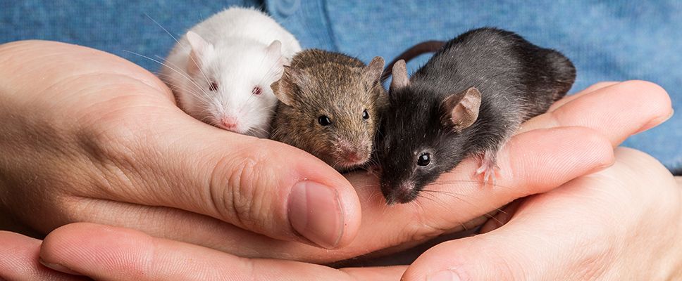 Rat Mice Care Petstock .au