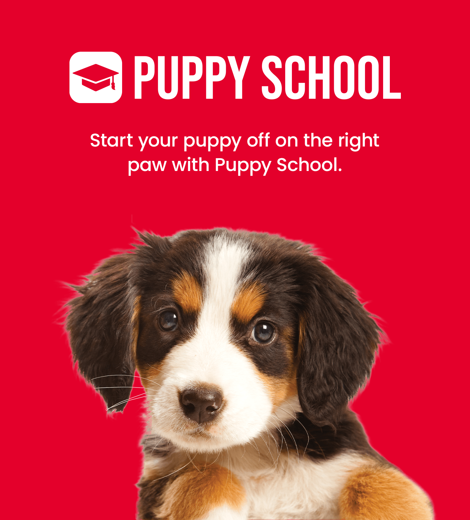 Petstock K9 Dog Training Academy Ridgeside K9 Board And Train Dog