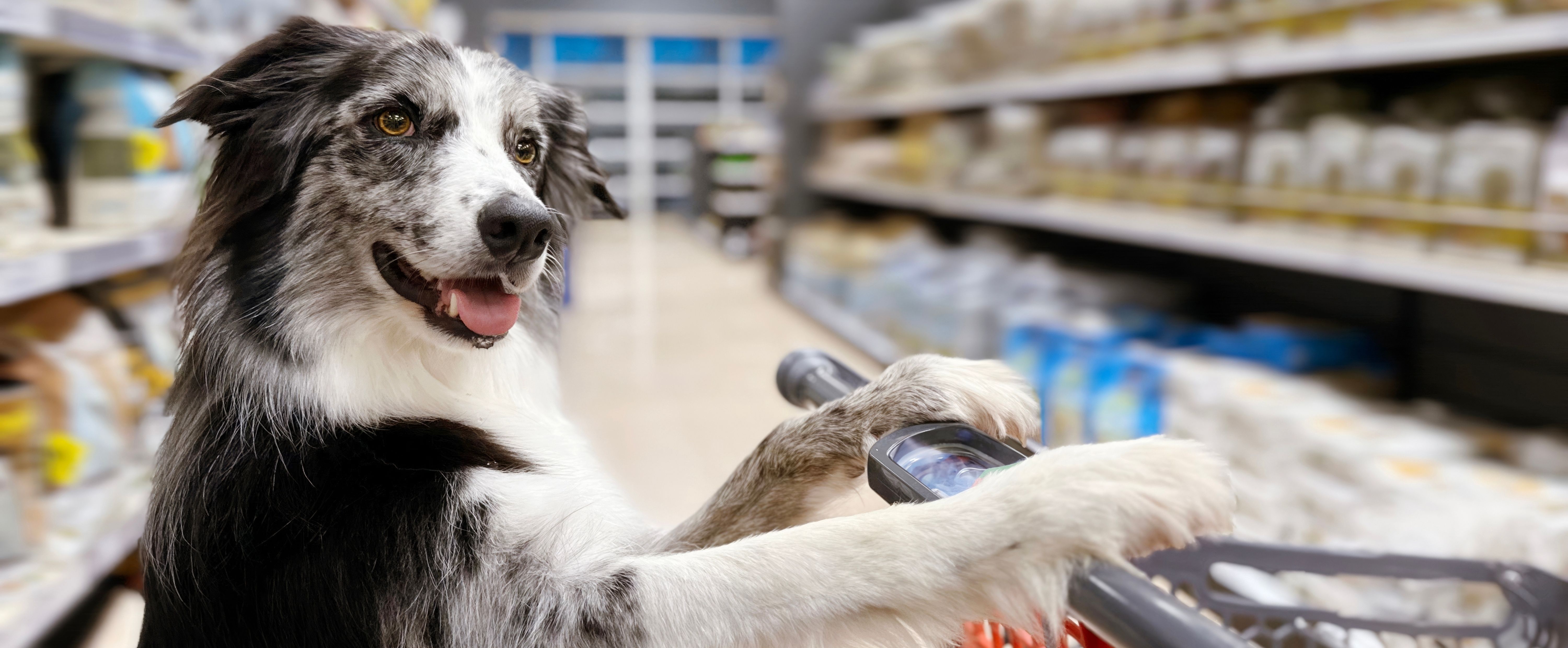 ilium ear drops petstock