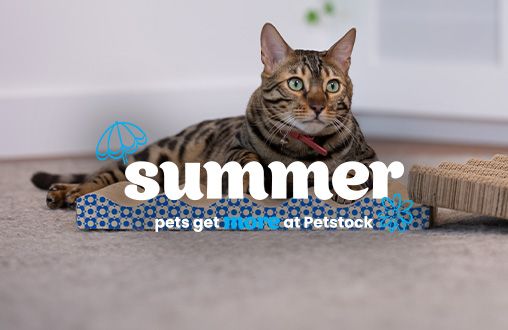 Petstock cat scratcher best sale