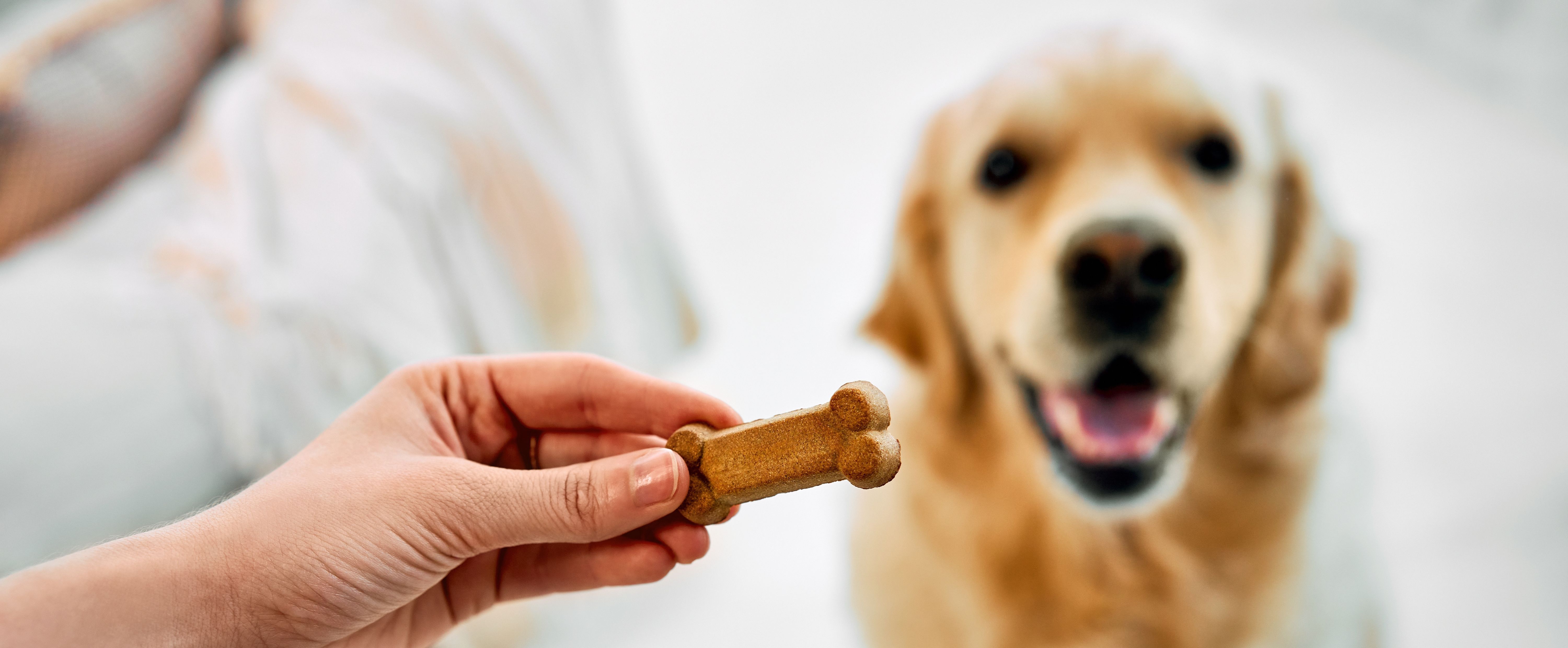 Blackdog Yoghurt Drops Dog Treats