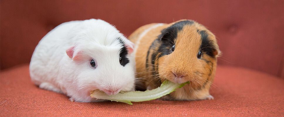 My guinea pig is shedding best sale a lot