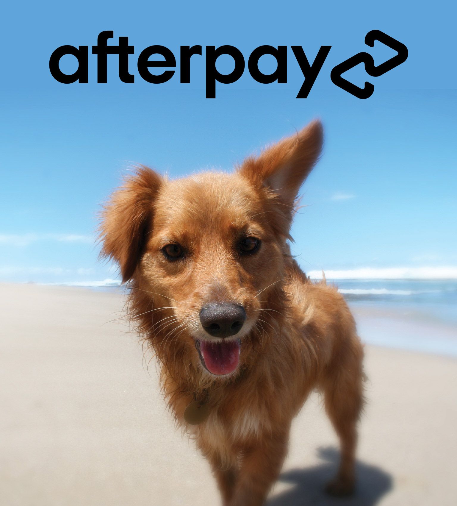 Budget pet best sale products afterpay