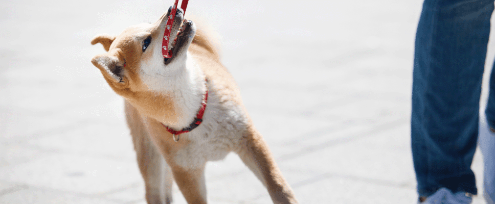 Getting puppy to sales walk on lead