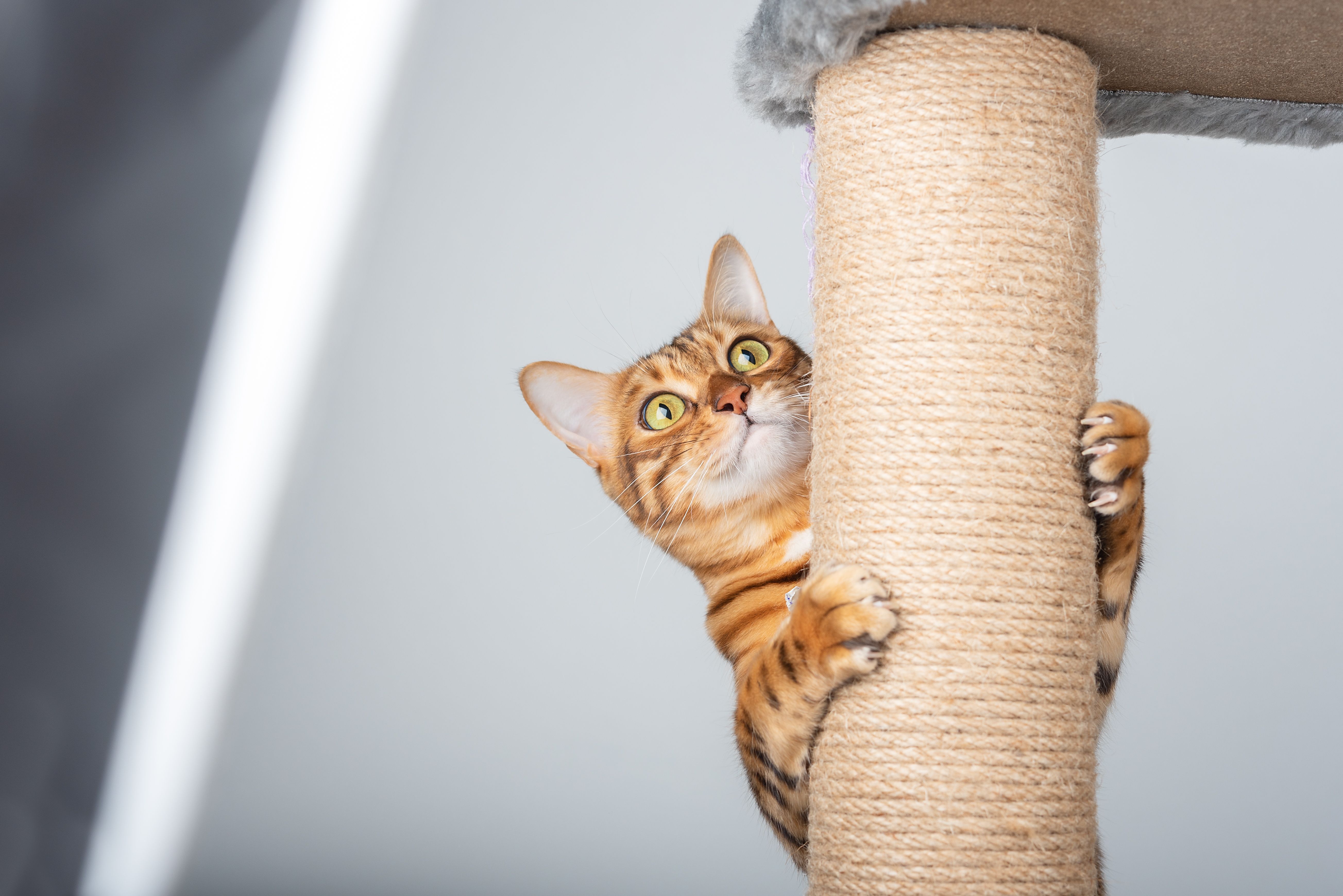 midnight molly cat scratcher